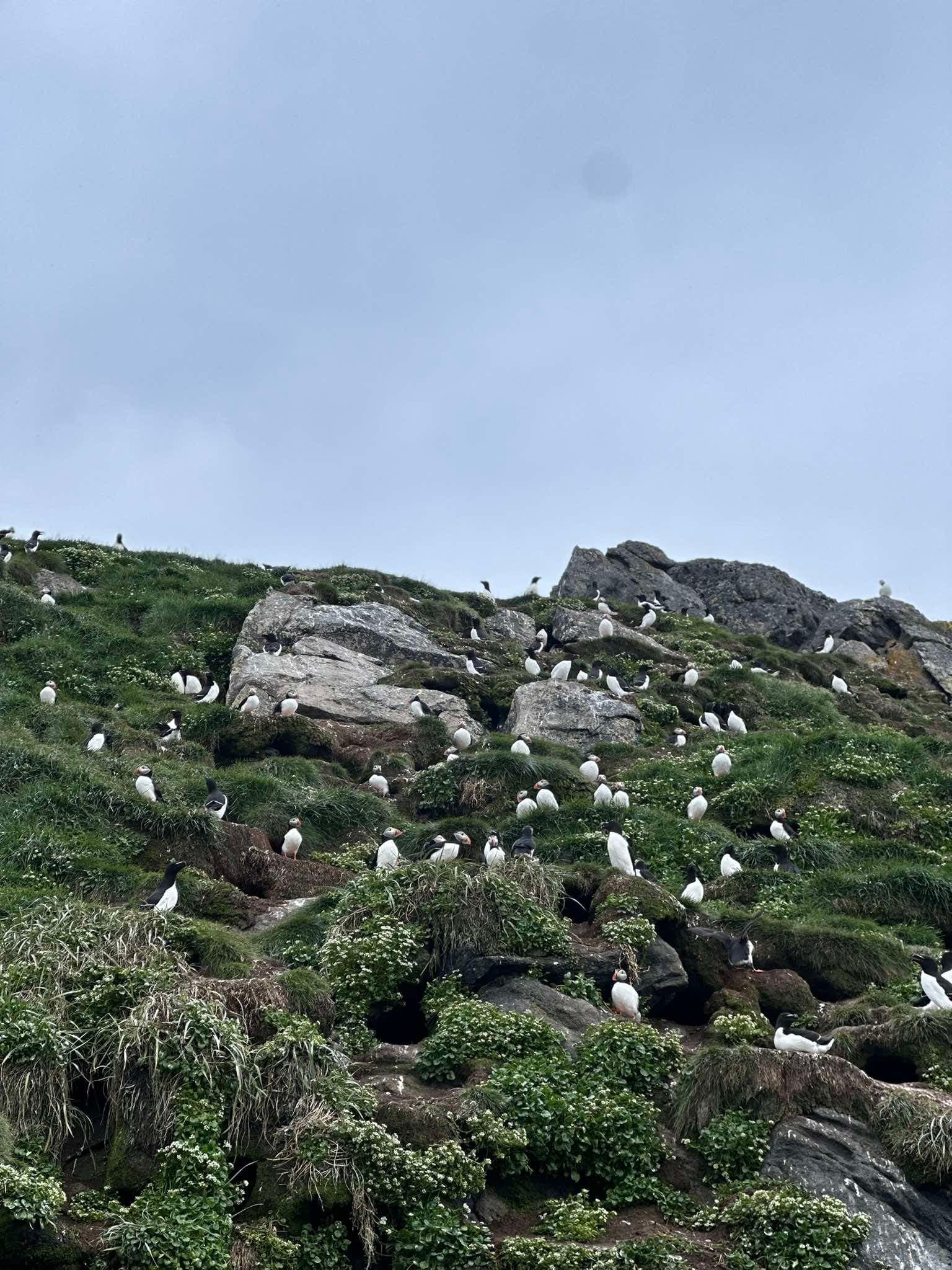 Søpapegøjeøen